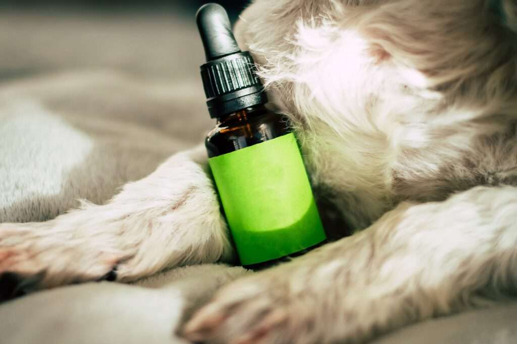 dog, cbd, hemp-7573842.jpg